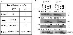 ATP1A3 Antibody in Western Blot (WB)