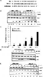 MTCO2 Antibody in Western Blot (WB)