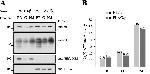 ATP1A1 Antibody in Western Blot (WB)