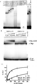 THRA/THRB Antibody in Gel Shift (EMSA)