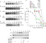 SKP2 Antibody in Western Blot (WB)