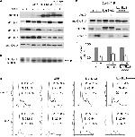 SKP2 Antibody in Western Blot (WB)