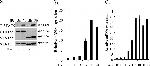 STAT5 beta Antibody in Western Blot, Immunoprecipitation (WB, IP)
