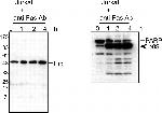 HIP Antibody in Western Blot (WB)