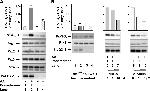 PRDX3 Antibody in Western Blot (WB)