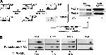 PRDX3 Antibody in Western Blot (WB)