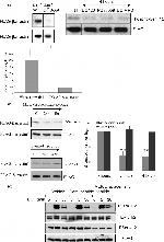 Phospho-beta Arrestin 1 (Ser412) Antibody in Western Blot (WB)
