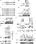PPP2R5C Antibody in Western Blot (WB)