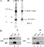 MIF Antibody in Western Blot, Immunoprecipitation (WB, IP)