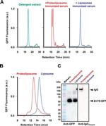 TurboGFP Antibody in Western Blot (WB)