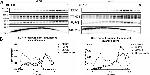 RUFY1 Antibody in Western Blot (WB)