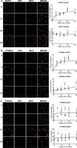 RUFY1 Antibody in Immunocytochemistry (ICC/IF)