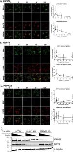 RUFY1 Antibody in Western Blot (WB)