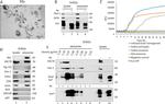 HSC70 Antibody in Western Blot (WB)
