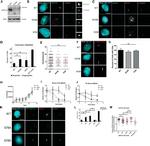 CEP131 Antibody in Western Blot, Immunocytochemistry (WB, ICC/IF)
