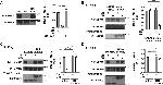 Phospho-MEF2D (Ser444) Antibody in Western Blot (WB)