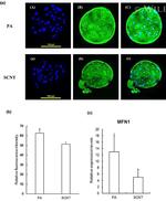 MFN1 Antibody in Immunocytochemistry (ICC/IF)