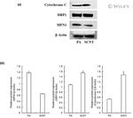 DNM1L Antibody in Western Blot (WB)