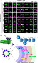 CEP170 Antibody in Immunocytochemistry (ICC/IF)