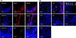 NFkB p65 Antibody in Immunohistochemistry (IHC)