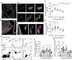 Staphylococcus aureus Antibody in Immunohistochemistry, Flow Cytometry (IHC, Flow)