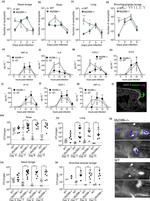 Staphylococcus aureus Antibody in Immunohistochemistry (IHC)