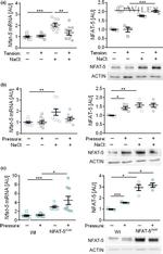 NFAT5 Antibody in Western Blot (WB)