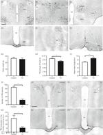 TRH Antibody in Immunohistochemistry (IHC)
