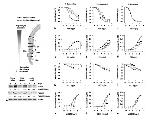 TBXA2R Antibody in Western Blot (WB)