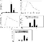 Perilipin 1 Antibody in Western Blot (WB)