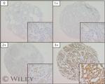 OCIAD2 Antibody in Immunohistochemistry (Paraffin) (IHC (P))