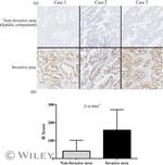 OCIAD2 Antibody in Immunohistochemistry (Paraffin) (IHC (P))