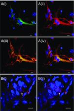 nNOS Antibody in Immunocytochemistry (ICC/IF)