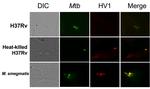 HVCN1 Antibody in Immunocytochemistry (ICC/IF)