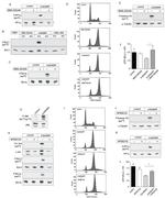 Phospho-BCL-XL (Ser62) Antibody in Western Blot (WB)