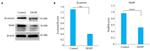 beta Catenin Antibody in Western Blot (WB)