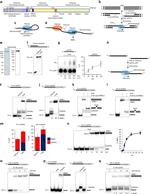 POLQ Antibody in Western Blot (WB)