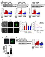 PLXND1 Antibody in Immunocytochemistry (ICC/IF)