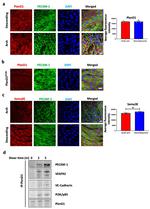 PLXND1 Antibody in Immunocytochemistry (ICC/IF)