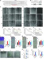 NKIAMRE Antibody in Western Blot (WB)