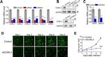 NKIAMRE Antibody in Western Blot (WB)