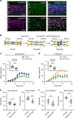 K-cadherin Antibody in Immunohistochemistry, Neutralization (IHC, Neu)