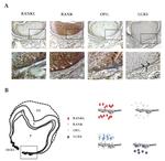 LGR4 Antibody in Immunohistochemistry (IHC)