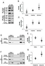 NMDAR2A Antibody in Western Blot, Immunoprecipitation (WB, IP)