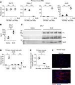 APOE Antibody in Immunocytochemistry (ICC/IF)