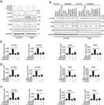 MOB2 Antibody in Western Blot (WB)