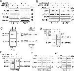 MOB2 Antibody in Western Blot (WB)