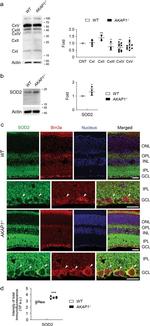 OxPhos Rodent WB Antibody in Western Blot (WB)