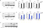 IRG1 Antibody in Western Blot (WB)