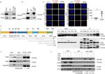 DYKDDDDK Tag Antibody in Western Blot, Immunoprecipitation (WB, IP)
